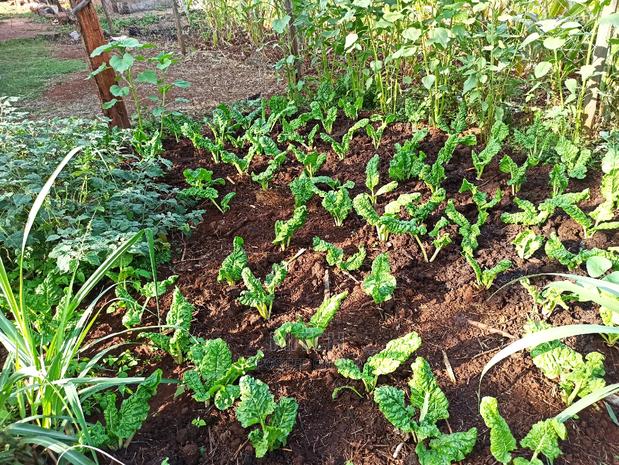 Kabiria, Half Acre 0.5 Plot - thumbnail 5