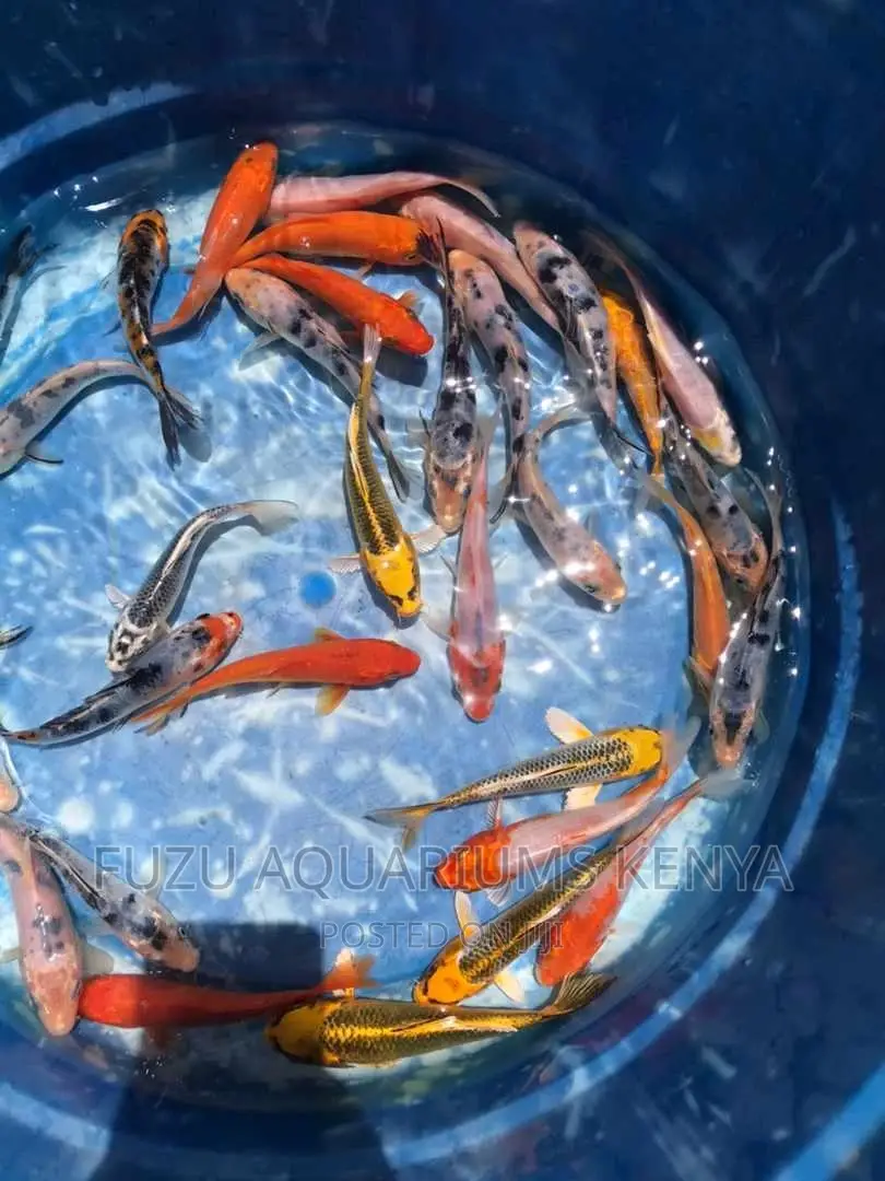Koi Fish (Outdoor)