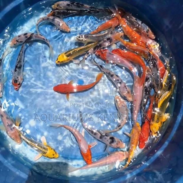 Superior Koifish, Aquarium Fish - main view