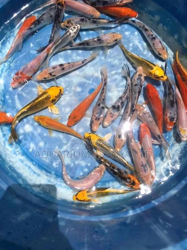 Graded Koifish, Aquarium Fish - main view