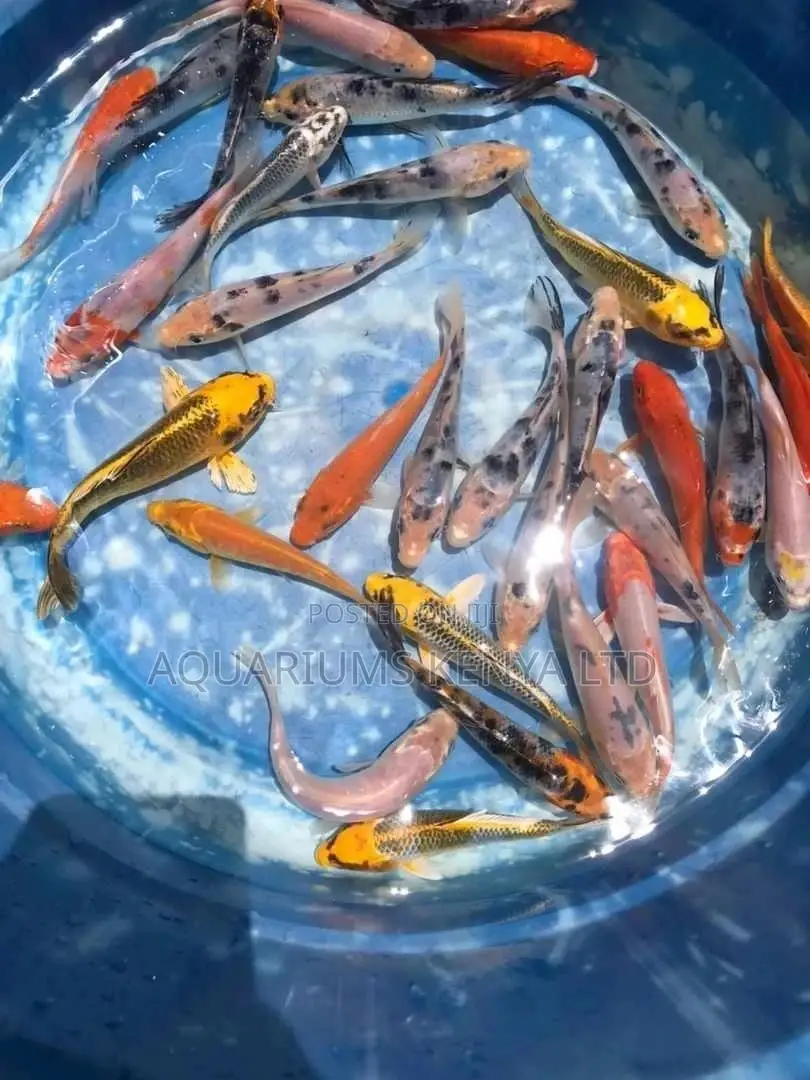 Graded Koifish, Aquarium Fish