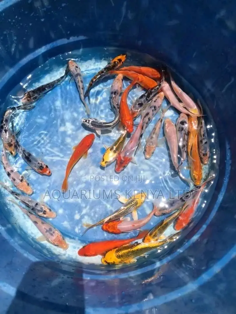 Colourful Aquarium Fish ,Koi Fish