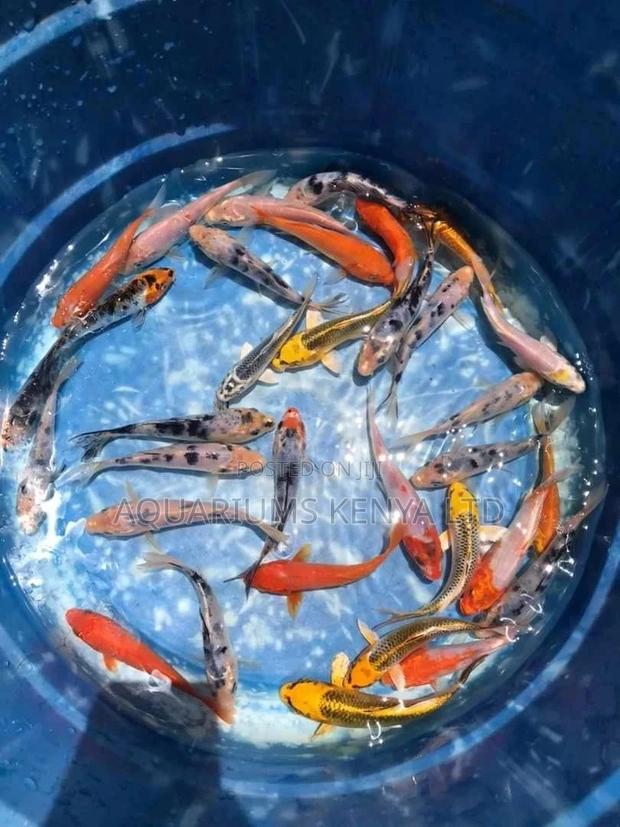 Quality Ornamental Pond Fishes , Koifish - main view