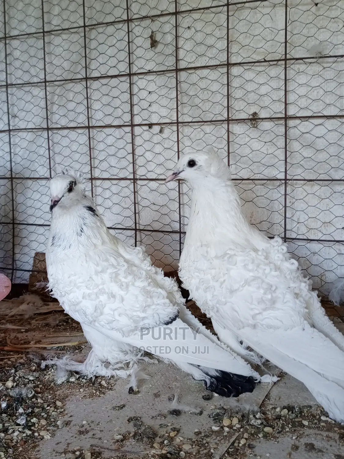 Frillback Pegions