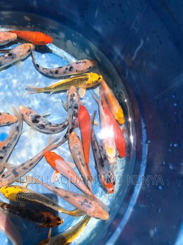 Koi Aquarium Fish