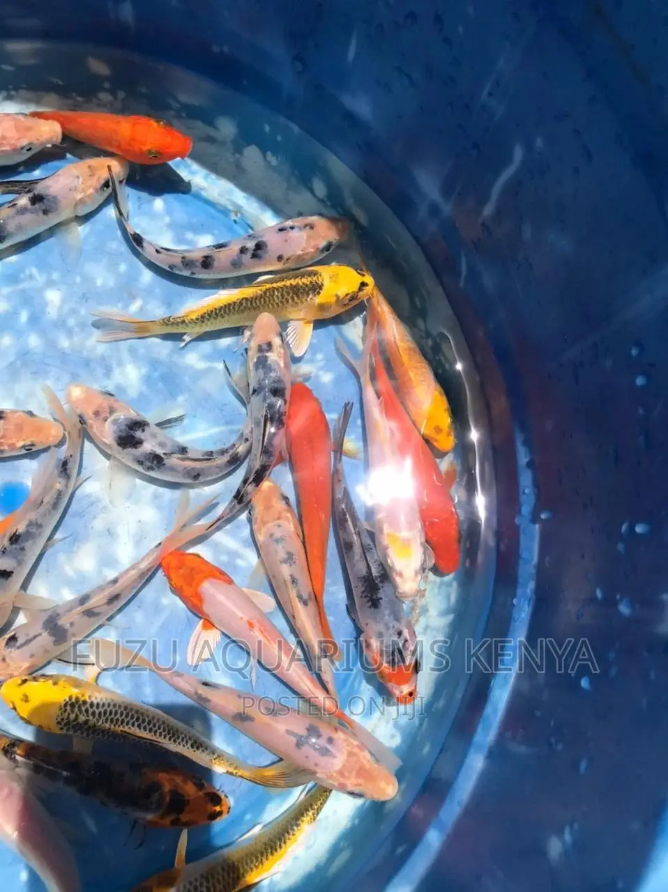 Koi Aquarium Fish