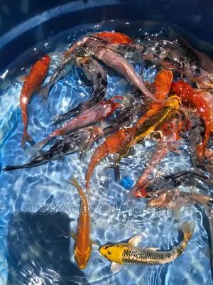 Koi Aquarium Fish