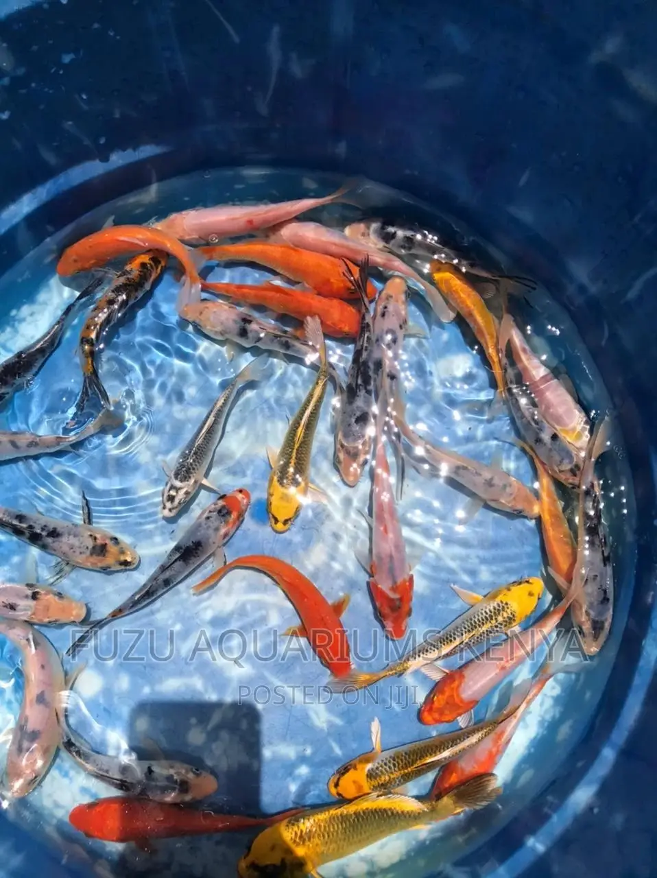 Koi Aquarium Fish