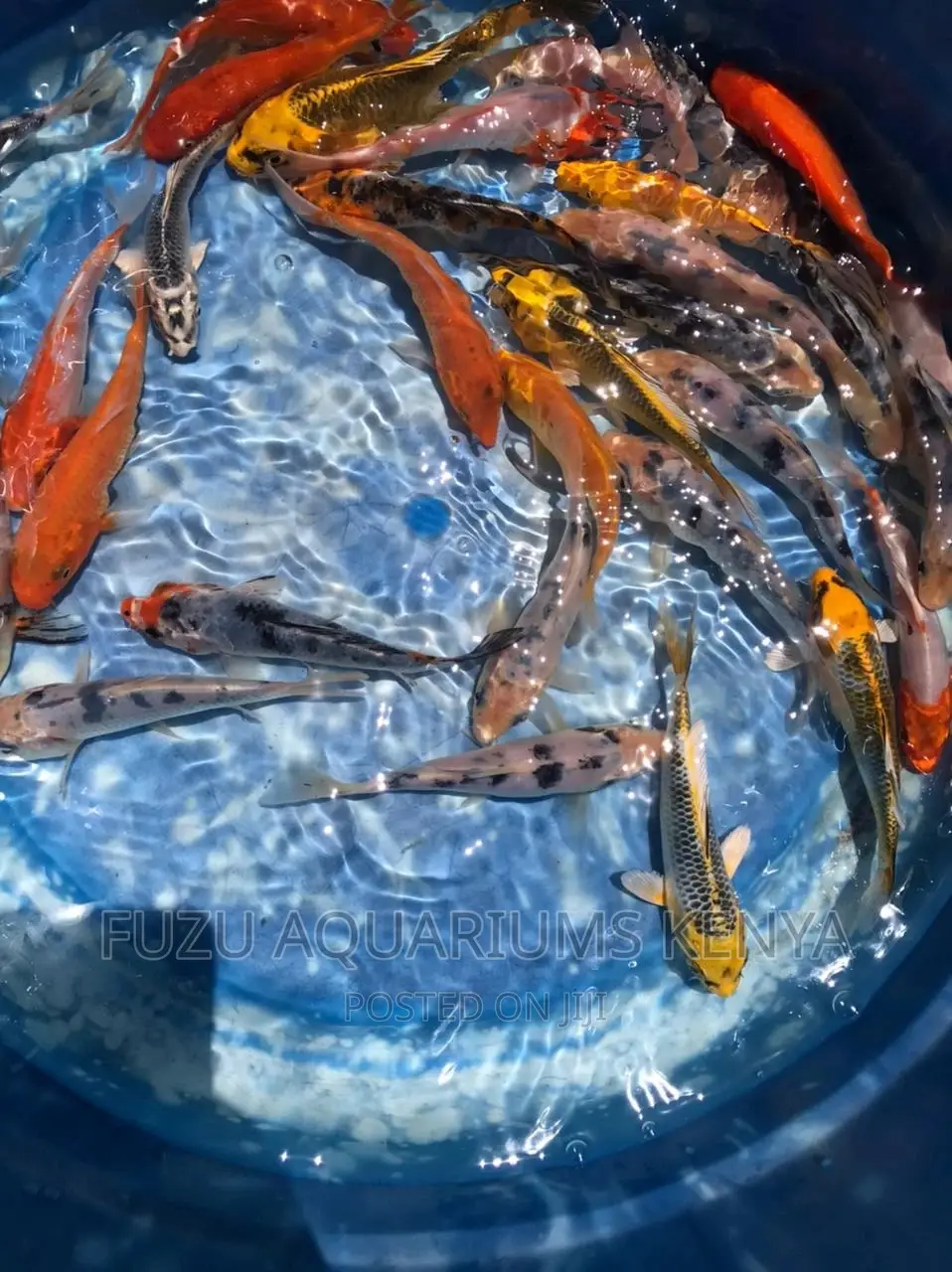 Koi Aquarium Fish