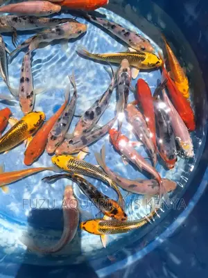 Koi Aquarium Fish
