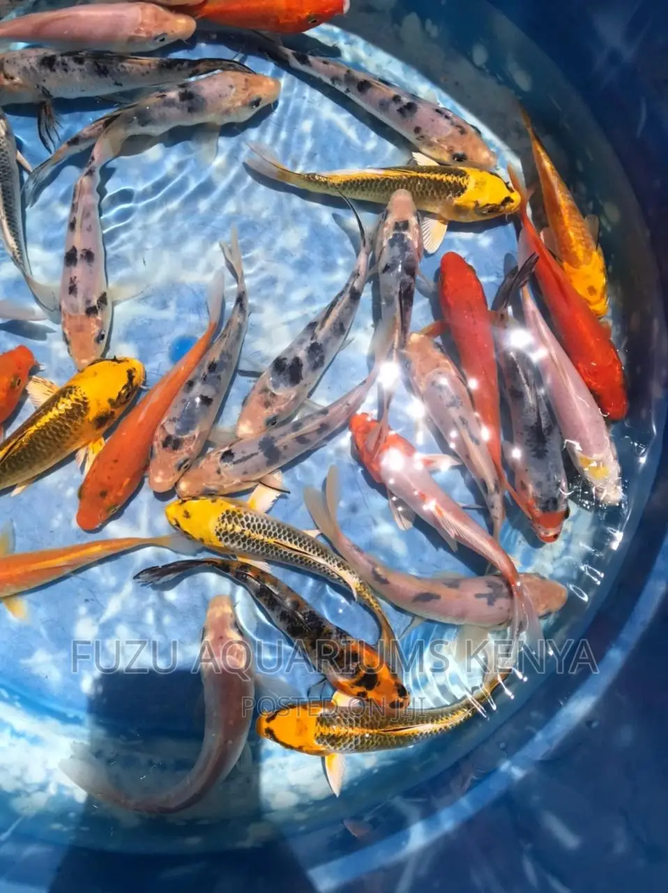 Koi Aquarium Fish