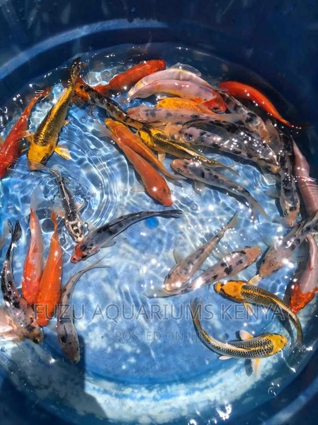 Koi Aquarium Fish - thumbnail 6