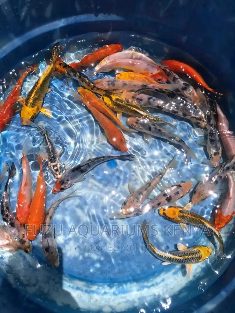 Koi Aquarium Fish