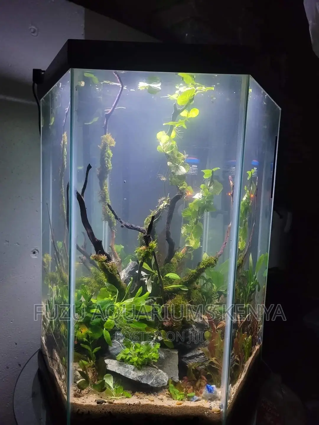 Hexagon Aquarium .