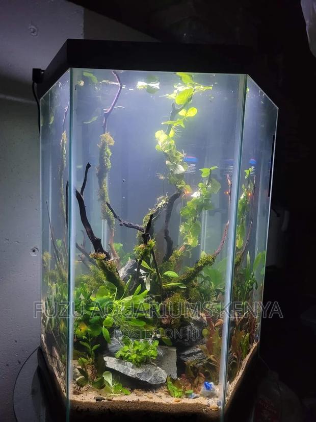 Hexagon Aquarium .