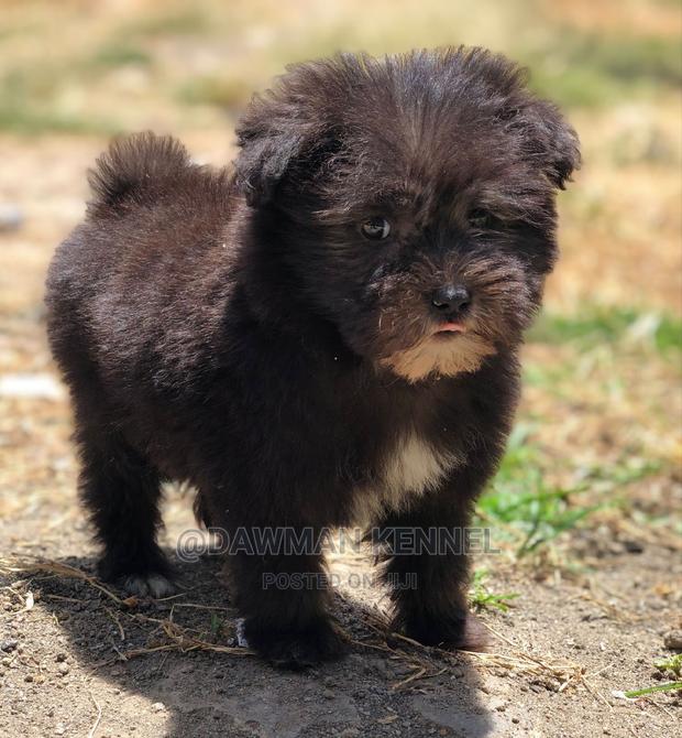 1-3 Months Female Purebred Maltese - main view