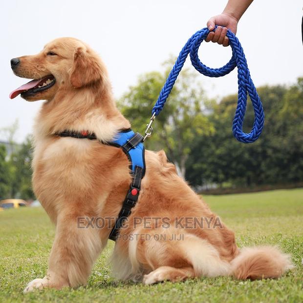 Dog Leash and Harness - main view