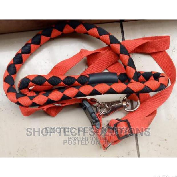 Dog Leash and Harness - thumbnail 3