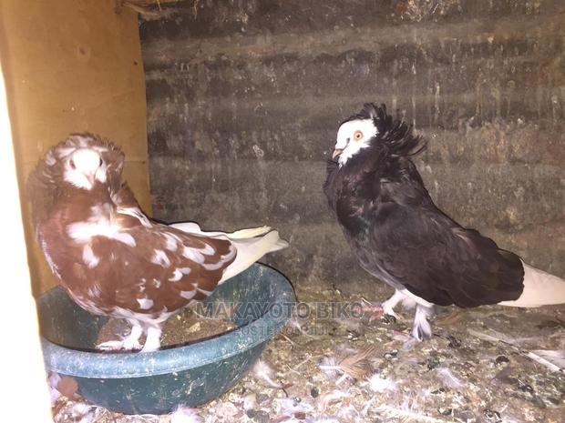 Capuchines Pair - thumbnail 3