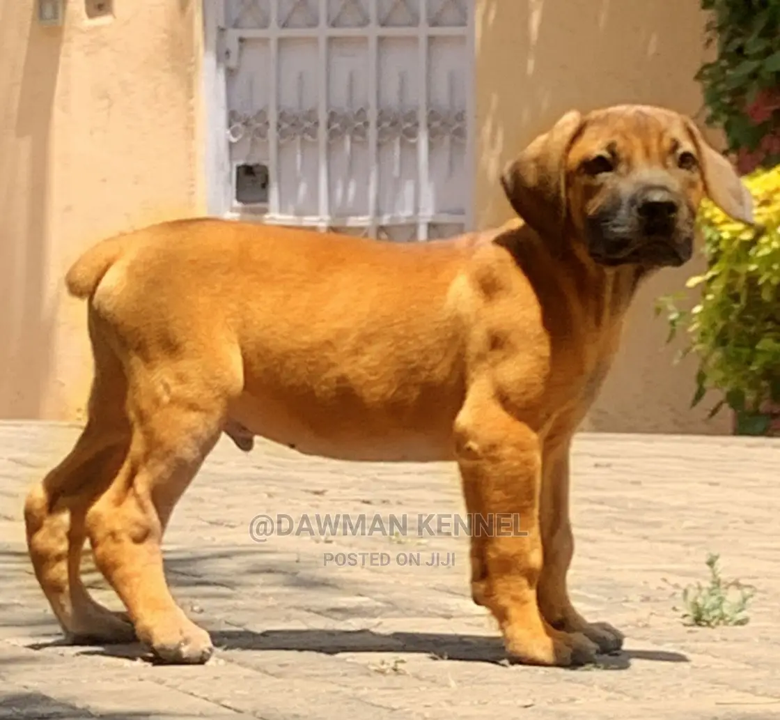 1-3 Months Male Purebred Boerboel