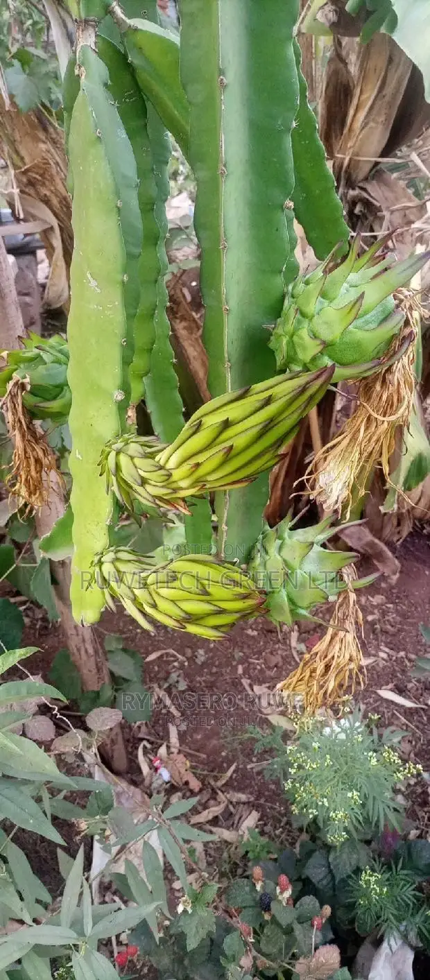 Dragon Fruit Quality Seedlings And Other Fruits