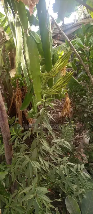 Dragon Fruit Quality Seedlings And Other Fruits