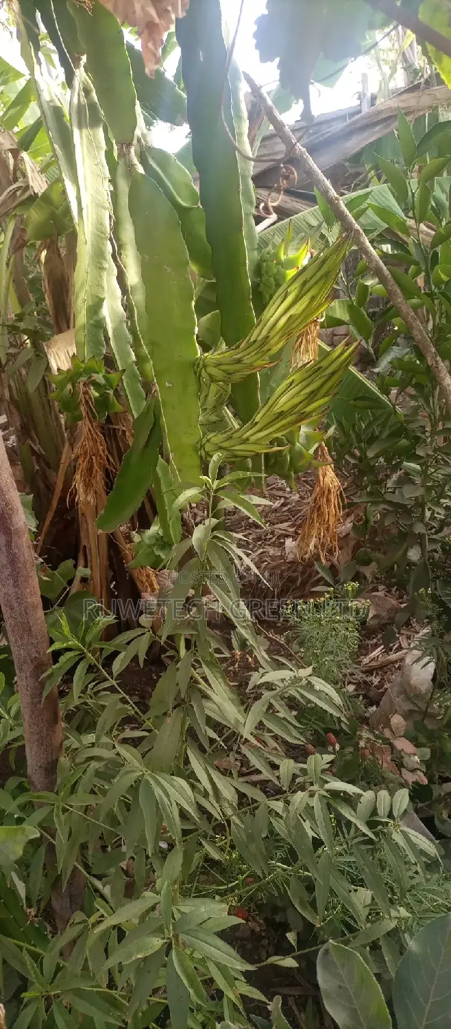 Dragon Fruit Quality Seedlings And Other Fruits