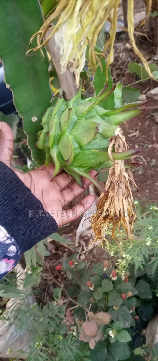 Dragon Fruit Quality Seedlings And Other Fruits