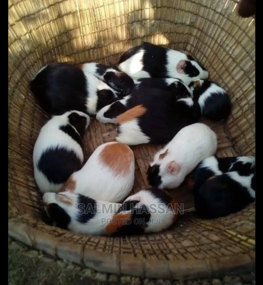 Hamsters Pure Breed Pair