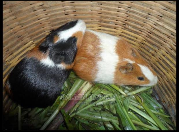 Hamsters Pure Breed Pair - thumbnail 8