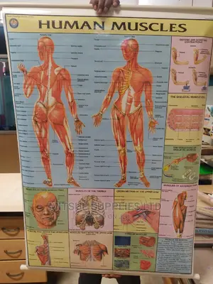 Human Muscle Chart (42 By 28 Inch) Junior Secondary