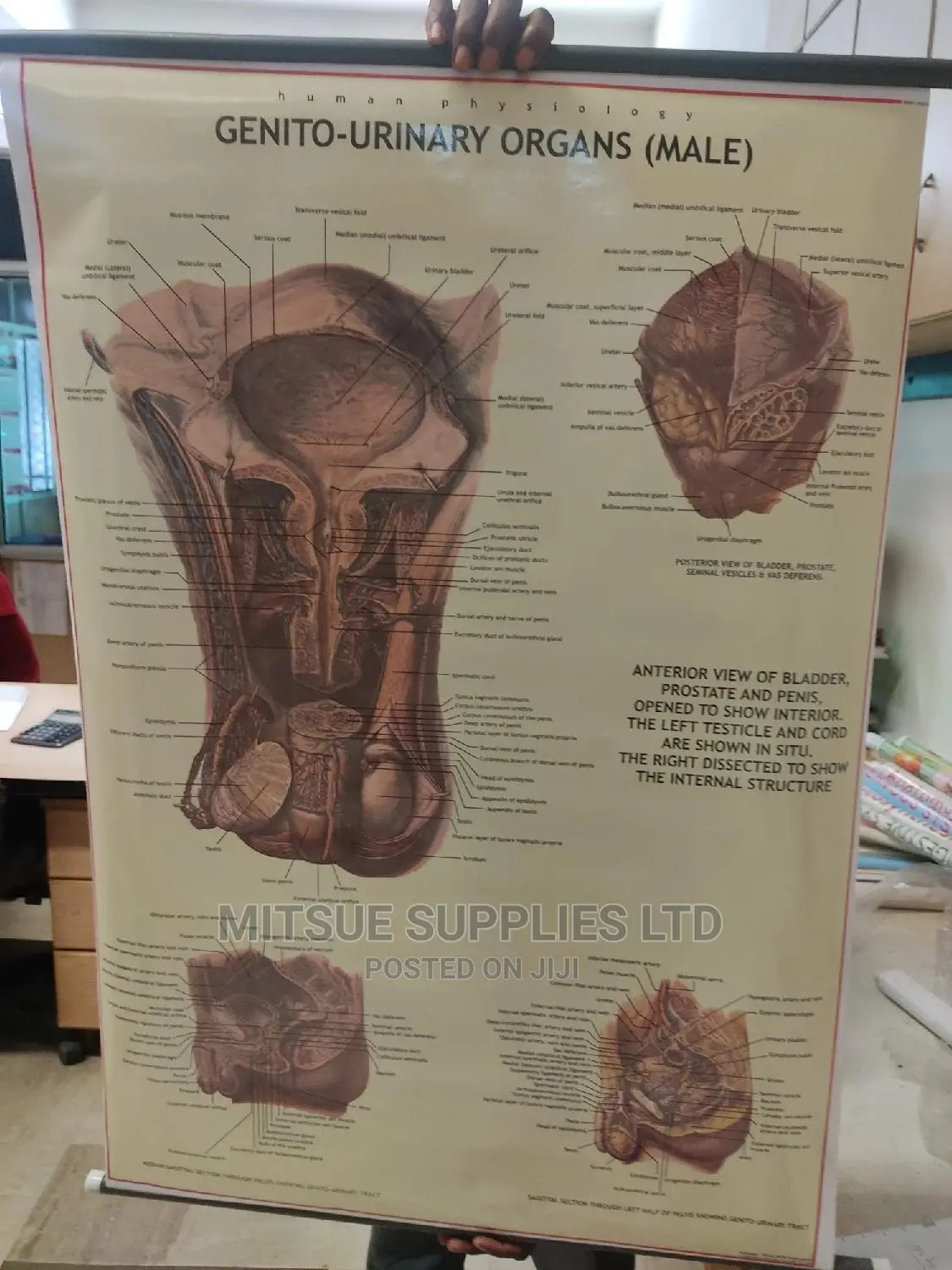 Male Reproductive System Chart (43 by 27 Inches)