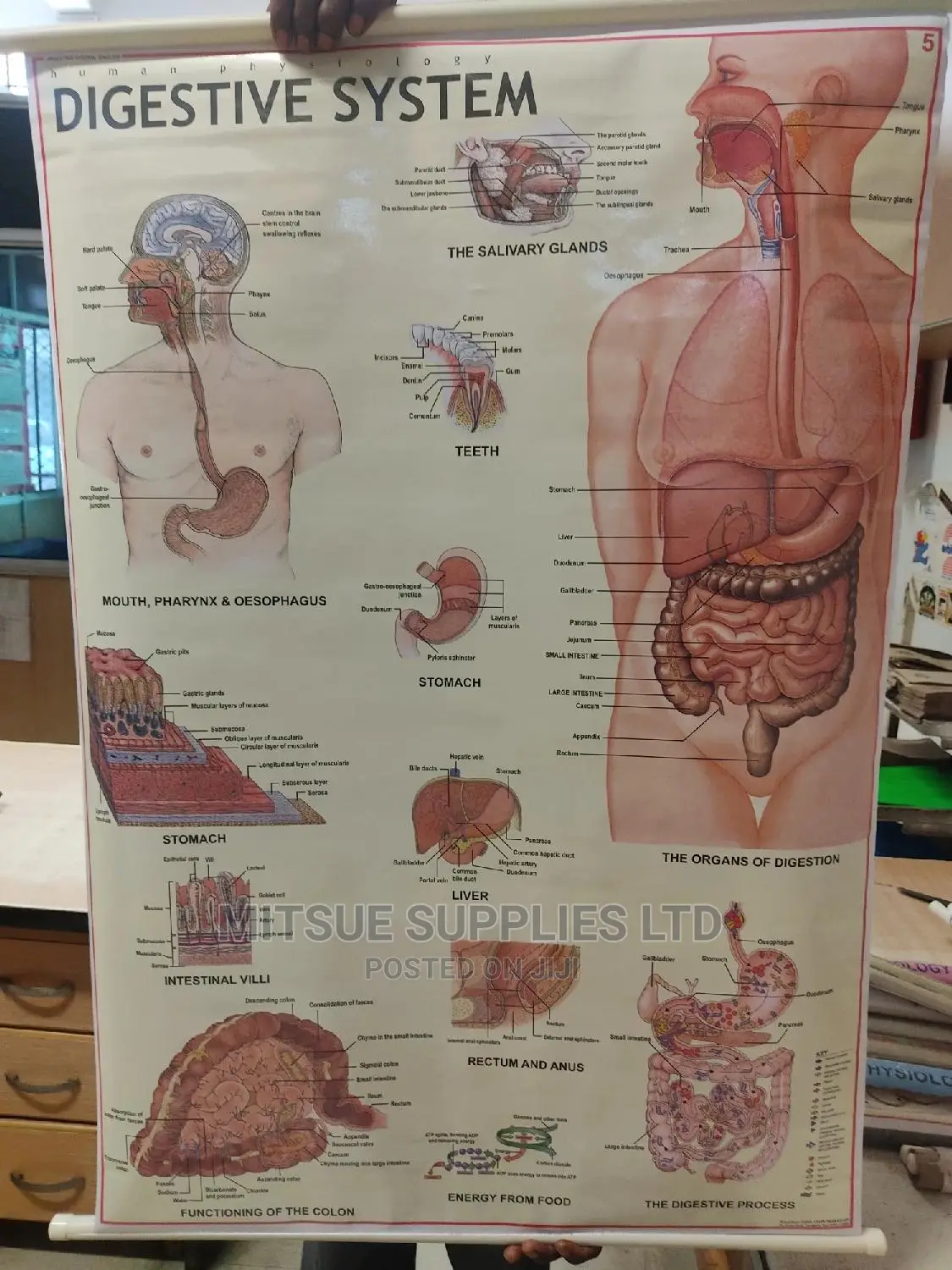 Detailed Human Digestive System ( 42 by 28 Inches)