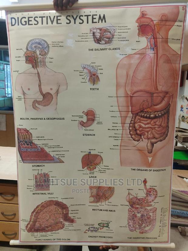 Detailed Human Digestive System ( 42 by 28 Inches)