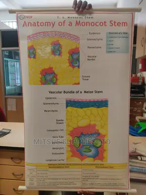 Anatomy of a Monocot Stem Chart ( 42 by 28 Inches)