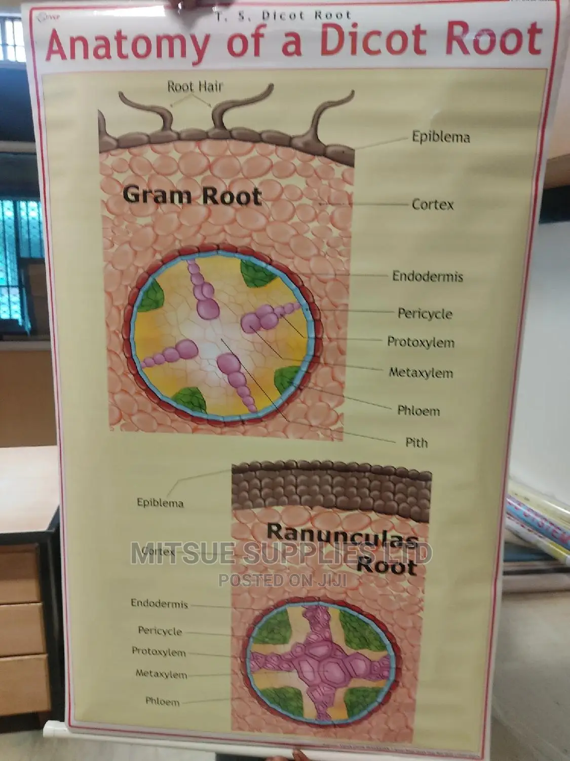Anatomy of a Dicot Root Chart (43 by 28 Inches)
