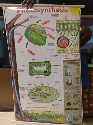 Chart of Photosynthesis in Detail ( 43 by 27 Inches )