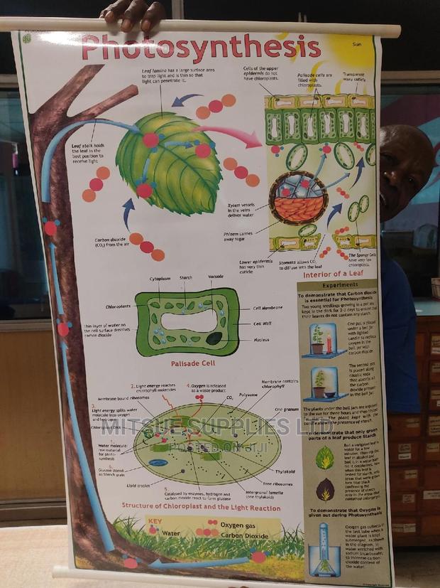Chart of Photosynthesis in Detail ( 43 by 27 Inches )