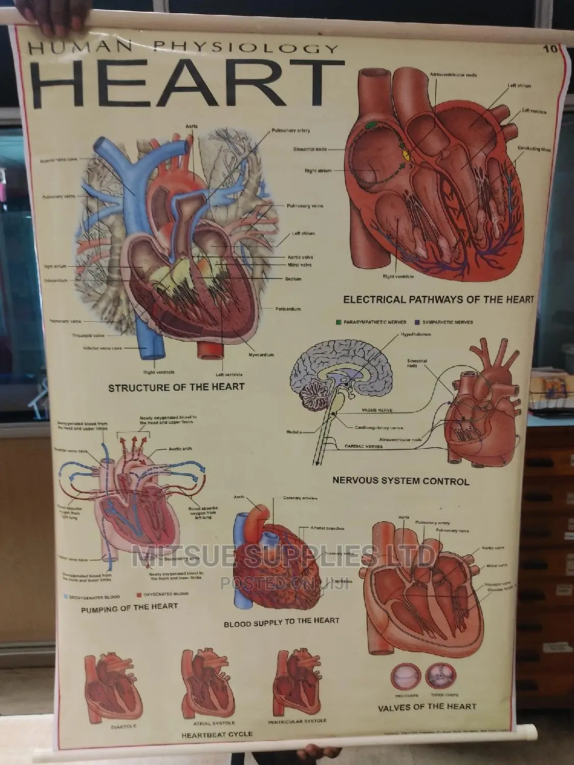 Chart of Human Physiology - Heart ( 43 by 28 Inches)
