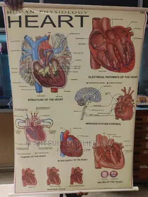 Chart of Human Physiology - Heart ( 43 by 28 Inches)