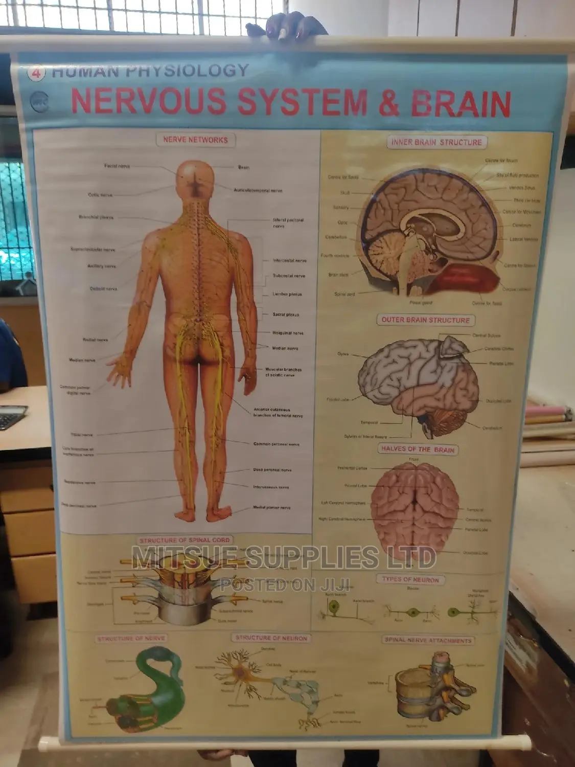 Chart of Human Physiology-Nervous System Brain (43by28") CNS