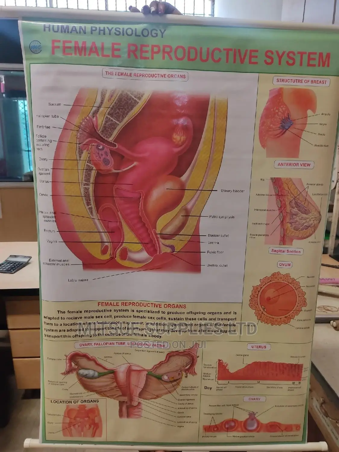 Chart of Female Reproductive System (43 by 28')