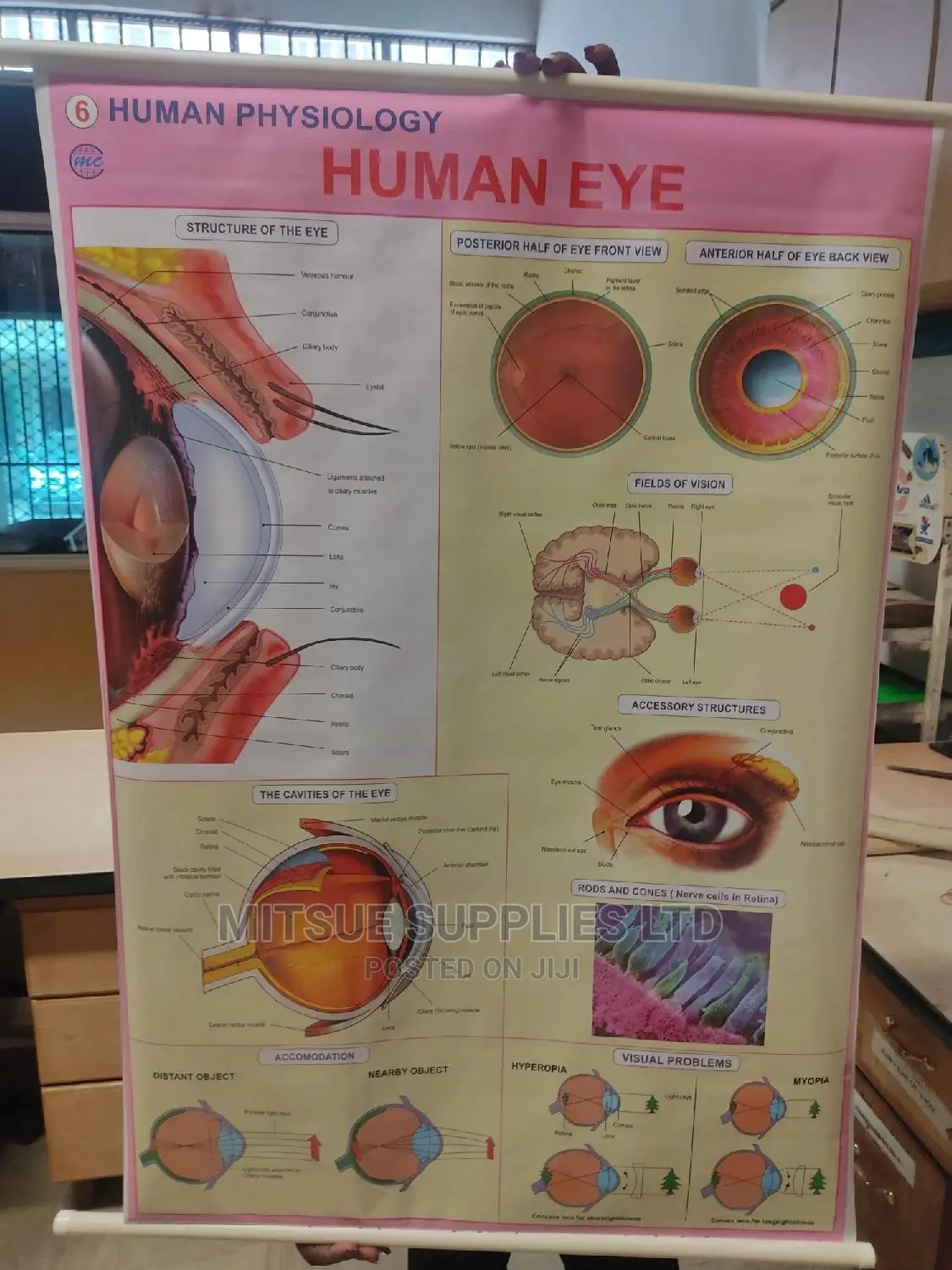 Chart of Human Physiology -Human Eye (43 by 28')