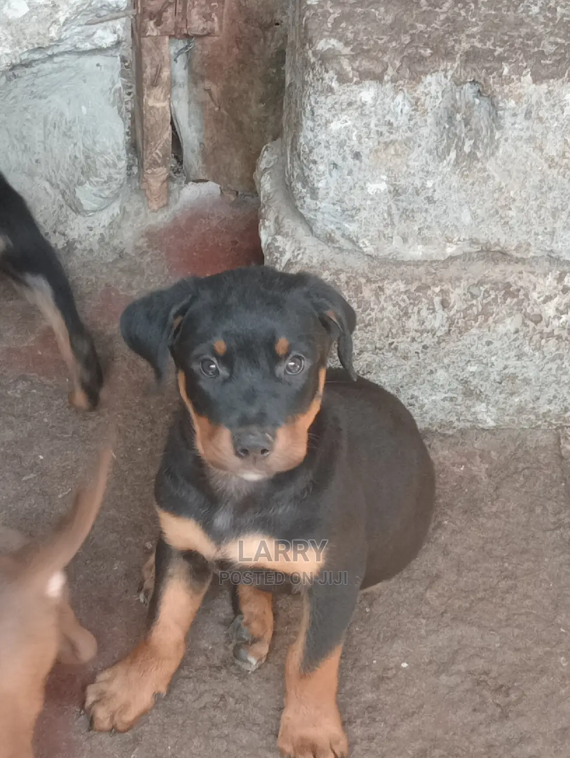 1-3 Months Female Purebred Rottweiler