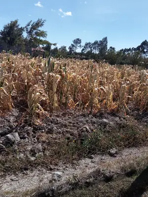 1/2 Acre on Sale at Flyover Kinangop
