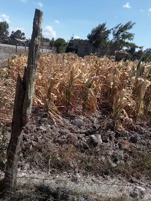 1/2 Acre on Sale at Flyover Kinangop