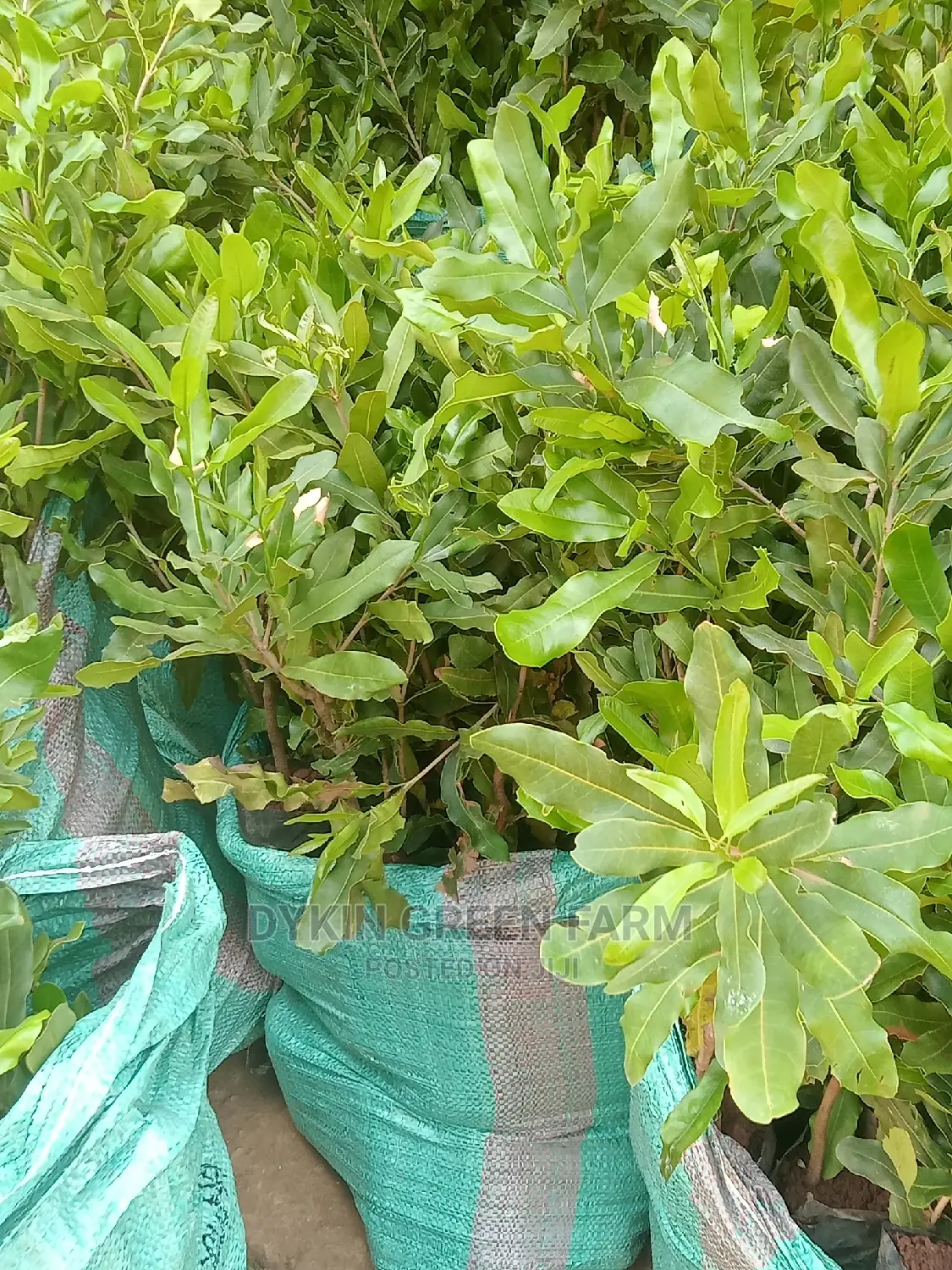 Grafted Macadamia Seedlings (Murang'a 20 Variety)