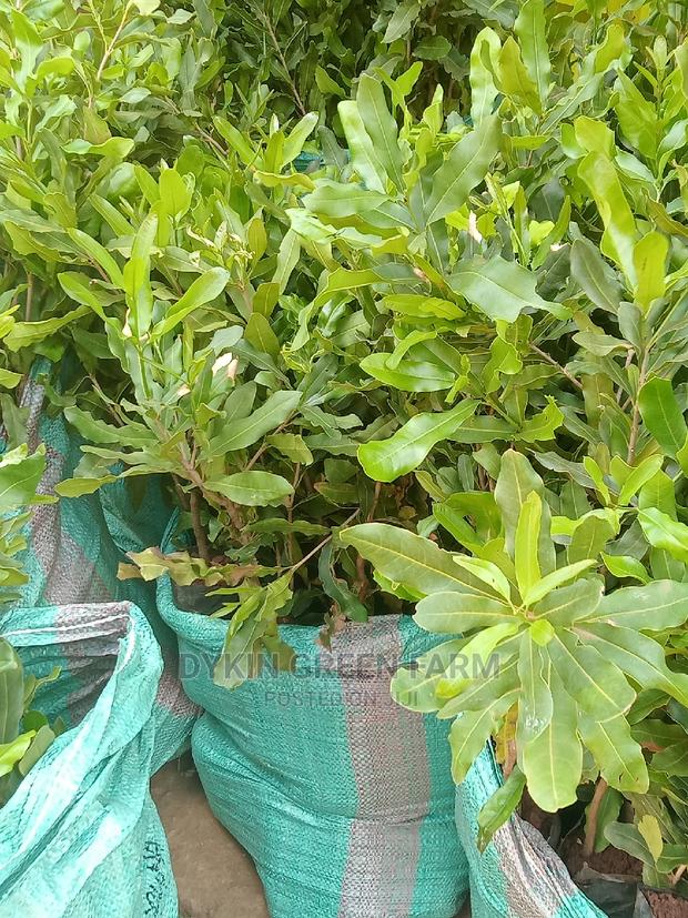 Grafted Macadamia Seedlings (Murang'a 20 Variety)