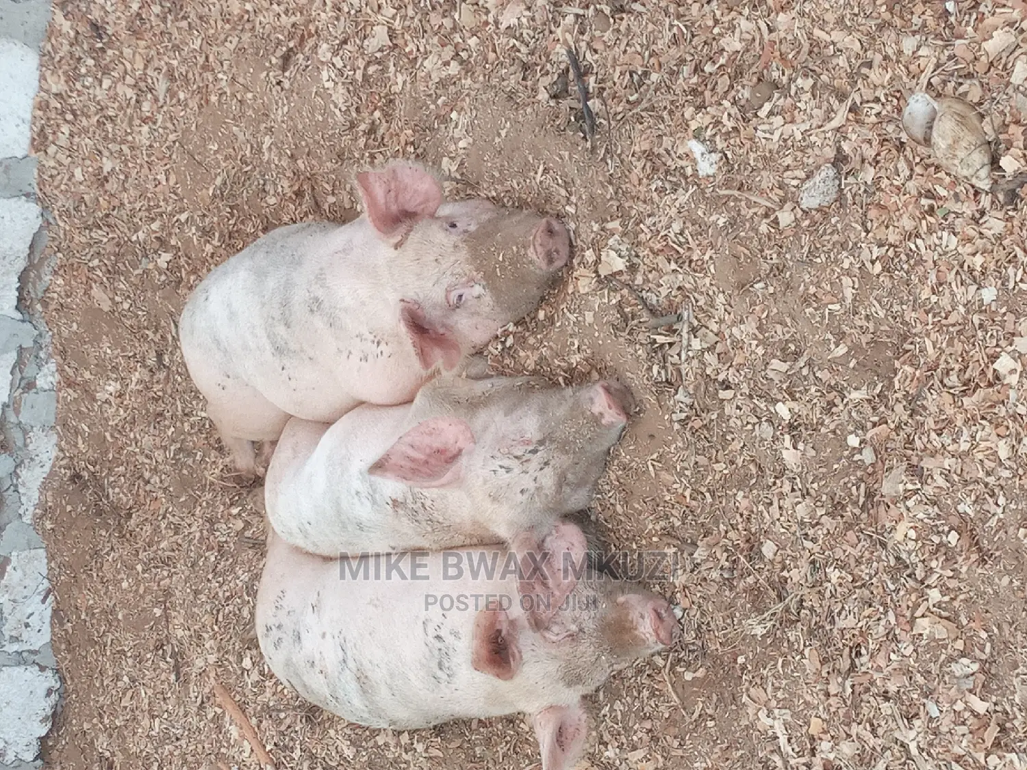 Pigs | Piglets | Pork