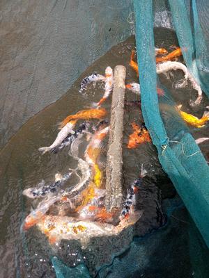 Koi Carp Farm - thumbnail 2